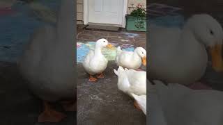 Ducks on sidewalk art❤️🦆