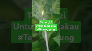 TEMBAKAU TEMANGGUNG