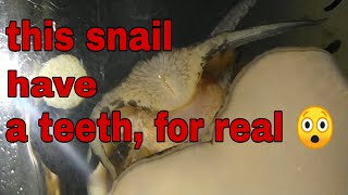 this snail have a teeth,for real? by aqua seener