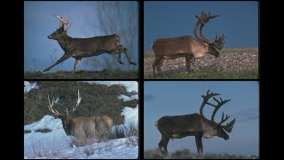 104006 North American Deer SSTV PD120