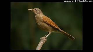 Turdus leucomelas