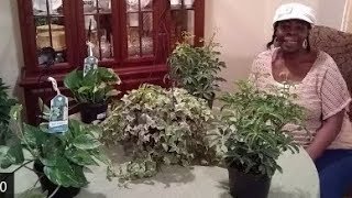 House Plant Haul (2018) | Decorate with houseplants