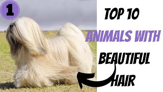 TOP 10 ANIMALS WITH BEAUTIFUL HAIR | Wild About Animals