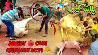 Angry Cow Qurbani 2024 | 😱 Most Dangerous Qurbani Bulls Animals on Eid UL Adha 2024 in Pakistan 🥺