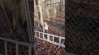 first cage coon on the pups in Kentucky