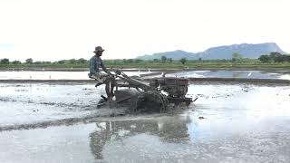 paddy cultivation sri lankan 12 poru gema #paddy cultivation Rv125