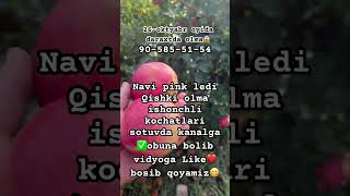 2024.10.26.QISHKI OLMA PINK LEDI.