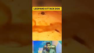 Leopard Attacks On Dog Caught On Camera