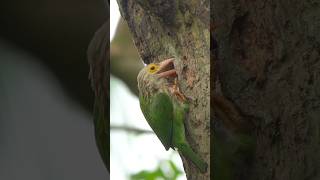 Lineated Barbet Nesting #singapore #wildlife #birds #nesting