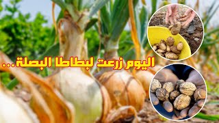 السلام عليكم, أجيو نوريكم كفاش كنزرع البطاطا, البصلة الفريز وأي حاجة نستهلكوها