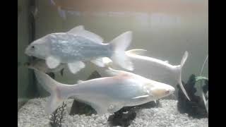 Aquarium Fish