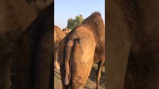 Camels in market #animals #youtubeshorts #peacok #youtubevideos #ytshorts #shorts