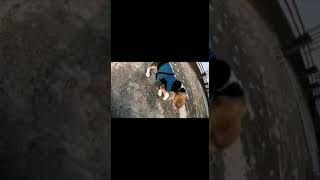 Beagle puppy playing|Cute puppy❤️❤️😘🥰