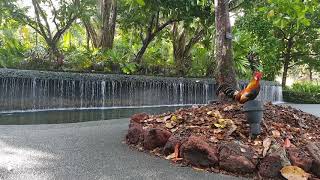 Kikeriki @ Singapore Botanical Garden