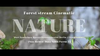 Forest stream - Лісовий струмок Cinematic