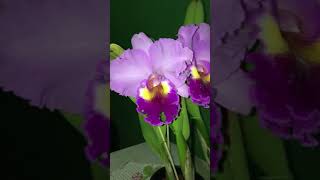 Cattleya Rose Wispher