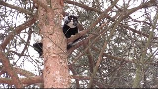 Операция по спасению кота, который 2 дня провел на дереве