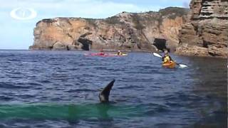 Sea Kayak Jervis Bay Adventures