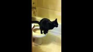 Toilet trained cat using final stage of citi kitty