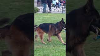 BU KÖPEK MEŞHUR BİR ZEKÂYA SAHİP ALMAN KURDU ÇOBAN ĶÖPEĞİ #shorts