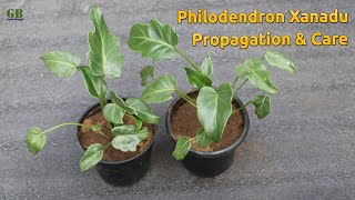 Philodendron xanadu propagation and care