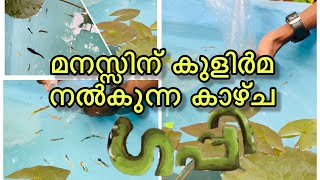 മനസ്സിന് കുളിർമ  നൽകുന്ന കാഴ്ച guppy fish |fish pond | outdoor pond