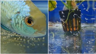 How to hatch electric blue acara cichlid fry. Breeding Electric blue acara cichlids.