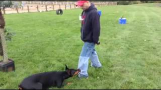 The best Dog trainer