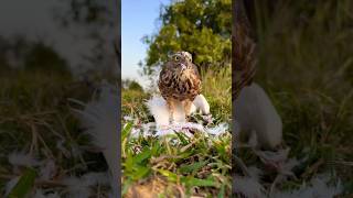 Falcon Hunting Birds #birds #falcon #wildlife #shorts #animals