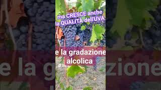 🍇#Виноградник: биологический цикл #древние и героические виноградники 🍾 #потребительство