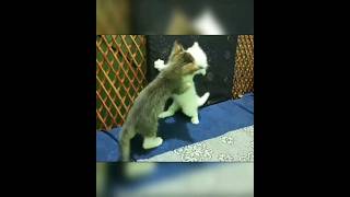 cute Kitty's romance #shorts #trending #viral #cutekitty #kitty #romanticstatus #romance #kittykitty