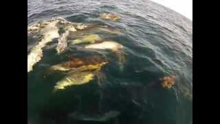 Regal Sword Tuna Trip 9-25-12 w desire