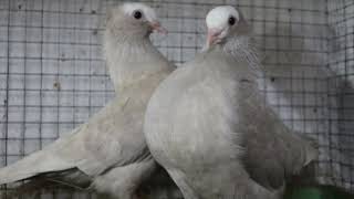 Silver Muski Pigeon 100% Pair