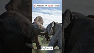 Mind-blowing 💯 Animals on beast mode!! #entertainment #shorts #facts