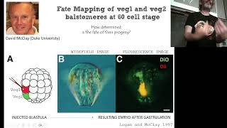 BCS.b_Sea Urchin Development_part I