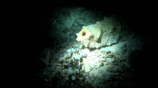 Giant sea cucumber @Night dive, Komodo, Indonesia