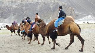 Leh ladhak-Camel safari at Nubra sand dunes