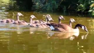 GWR Canada Goose&babies