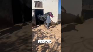 الف مبروك للمقدم حسن الضريف شرائه للفحل لمين إبن لفحل الباشاونبارك لقبيلة اولاد أبي السباع الله يصح