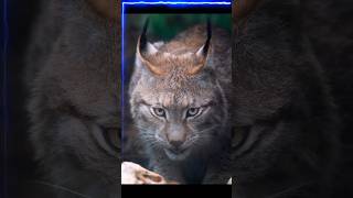 3 mitos sobre o lince. #euamoanimais #animais #shortvideo