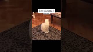 la gata cuando oye voz masculina