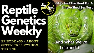 About Green Tree Python Testing... - Reptile Genetics Weekly Ep 36