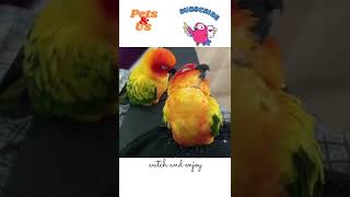 😂Funny sleeping parrot #shorts #funnyshorts #parrot