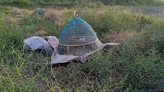 Teetar sound|Kaaly teetar ki mast awaz black francolin voice black francolin calling Kaaly teetar