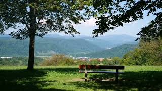 Sounds of the forest. Birds sing. Video for relaxation. 1 hour