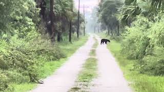 Big Cypress National preserve,black bear