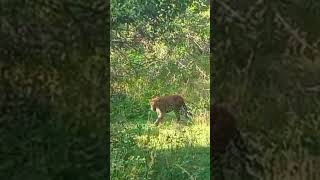 Leopard in Yala National Park #shorts