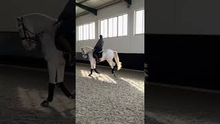 Dressage training - Lidador & Tiago Alves