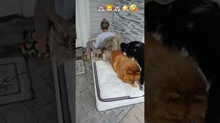 My Pups Eating my Mattress #dogs #chowchow #husky #wolf #australianshepherd #family #funnyvideo #fun