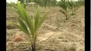 Irrigation in Coconut Lands